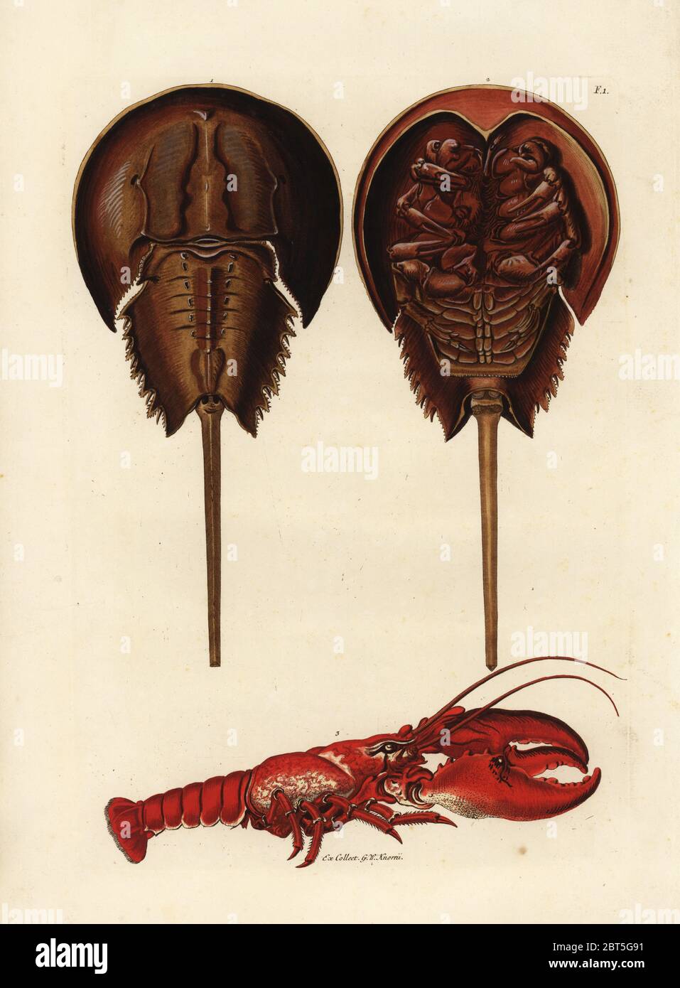 Horseshoe crab, Limulus polyphemus, and lobster, Homarus gammarus (Ecrevisse moluque, Monoculus polyphemus, and le homard, Astacus marinus). From the collection of G.W. Knorr. Handcoloured copperplate engraving by Georg Wolfgang Knorr from his Deliciae Naturae Selectae of Kabinet van Zeldzaamheden der Natuur, Blusse and Son, Nuremberg, 1771. Stock Photo