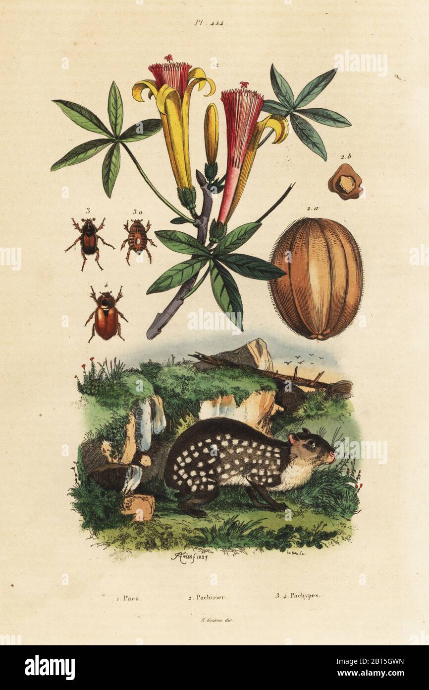 Lowland paca, Cuniculus paca 1, Pachirier elegant, Pachira insignis 2 and dung beetles, Pachypus excavatus 3 and Pachypus truncatifrons 4. Paca, Pachirier, Pachypes. Handcoloured steel engraving by du Casse after an illustration by Adolph Fries from Felix-Edouard Guerin-Meneville's Dictionnaire Pittoresque d'Histoire Naturelle (Picturesque Dictionary of Natural History), Paris, 1834-39. Stock Photo