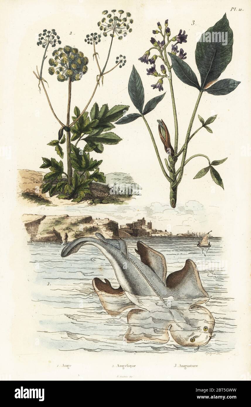 Sawback angelshark, Squatina aculeata, critically endangered 1, wild angelica, Angelica sylvestris 2, and Angostura trifoliata, medicinal plant 3. Ange, Angelique, Angusture. Handcoloured steel engraving by Pfitzer from Felix-Edouard Guerin-Meneville's Dictionnaire Pittoresque d'Histoire Naturelle (Picturesque Dictionary of Natural History), Paris, 1834-39. Stock Photo