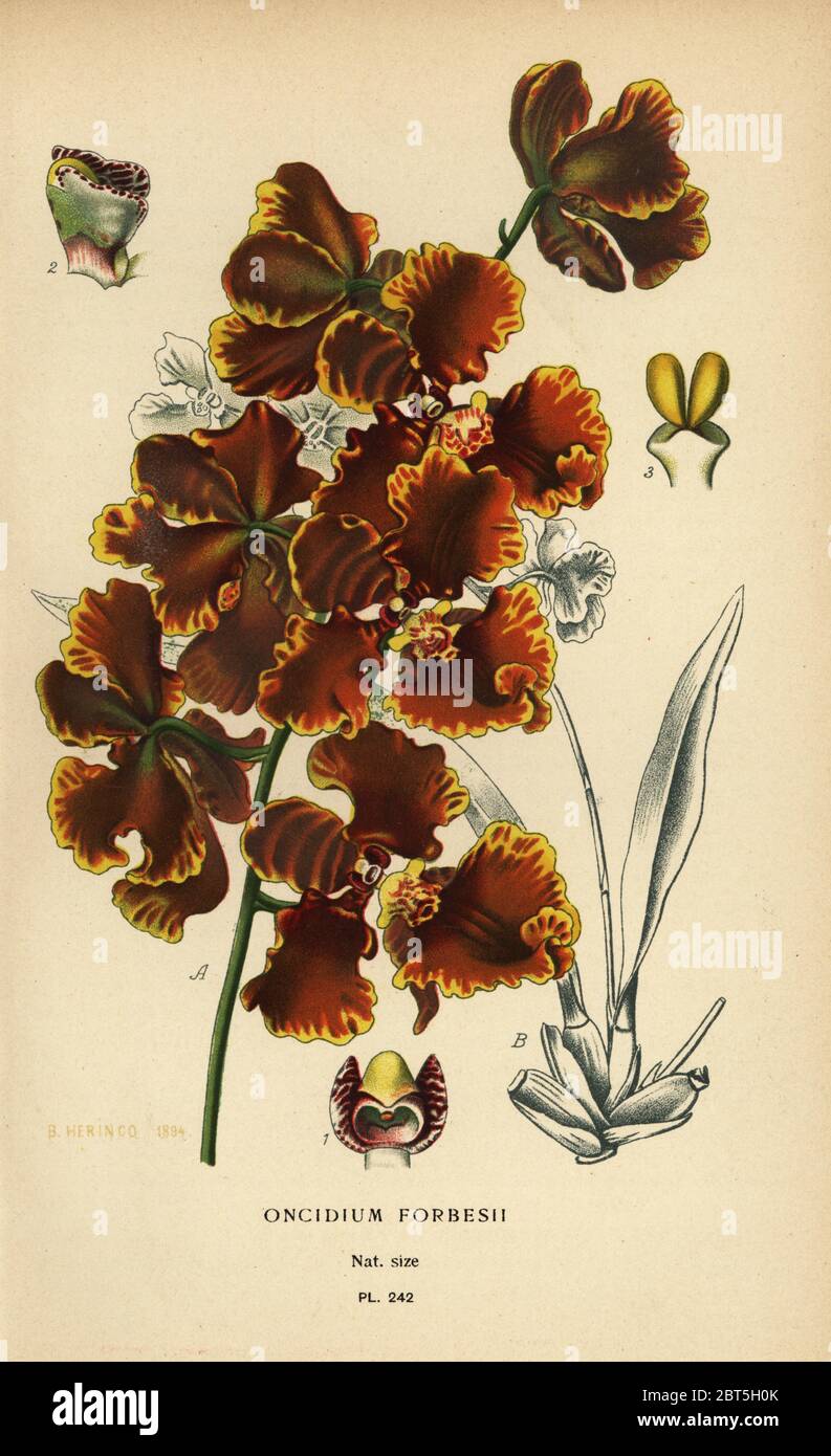 Gomesa forbesii orchid (Oncidium forbesii). Chromolithograph from an illustration by B. Herincq from Edward Steps Favourite Flowers of Garden and Greenhouse, Frederick Warne, London, 1896. Stock Photo
