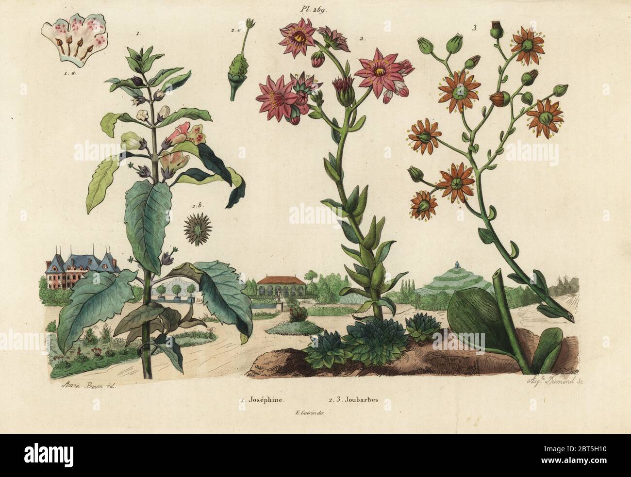 Josephine plant, Josephinia imperatricis 1 and stonecrops, Crassula species 2,3. Josephine, Joubarbes. Handcoloured steel engraving by Auguste Dumenil after an illustration by A. Carie Baron from Felix-Edouard Guerin-Meneville's Dictionnaire Pittoresque d'Histoire Naturelle (Picturesque Dictionary of Natural History), Paris, 1834-39. Stock Photo