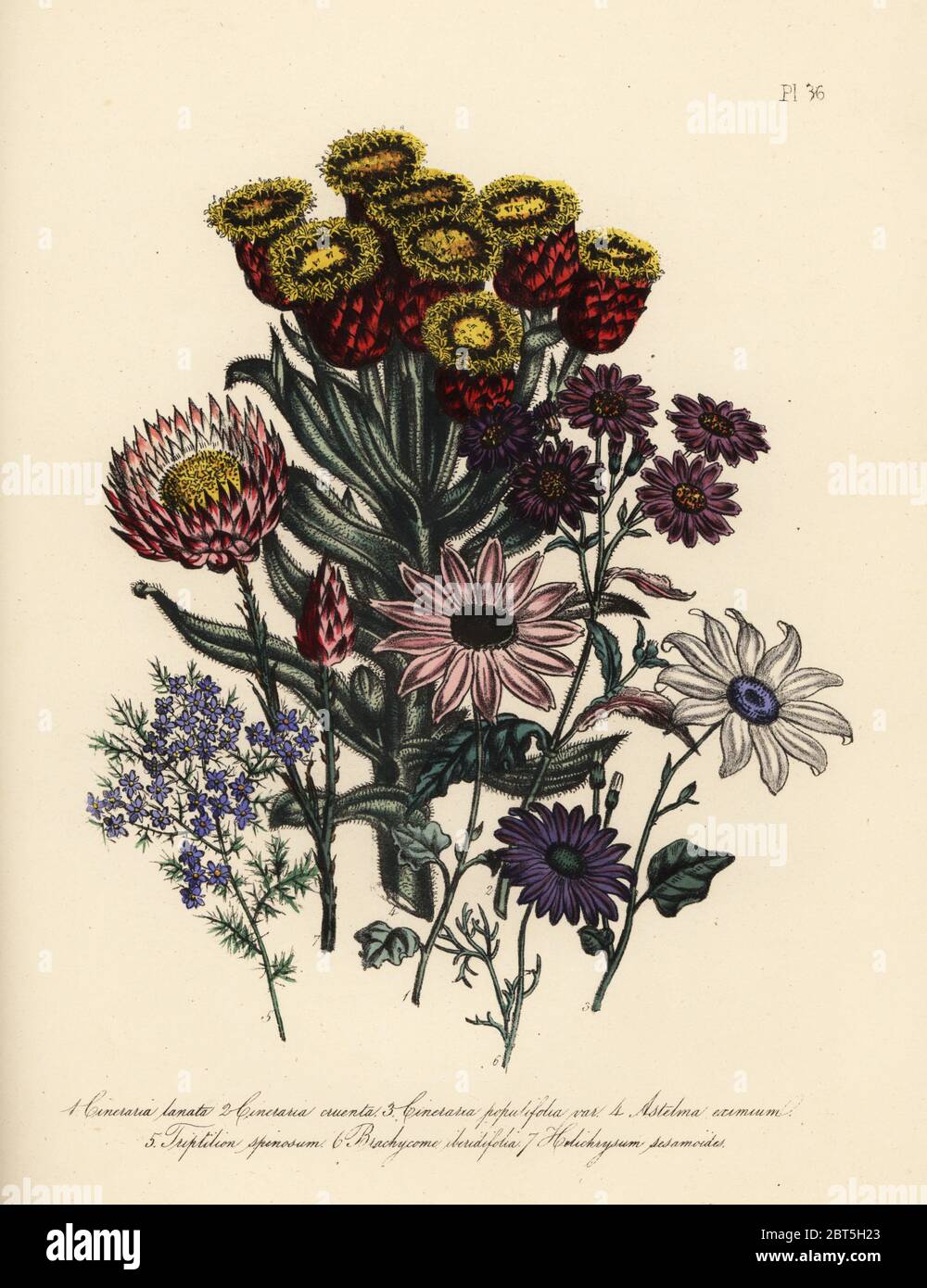 Woolly cineraria, Cineraria lanata, purple-leaved, Cineraria cruenta, poplar-leaved, Cineraria populifolia, great astelma, Astelma eximium, spiny triptilion, Triptilion spinosum, large swan daisy, Brachycome iberidifolia, and superb helichrysum, Helichrysum sesamoides. Handfinished chromolithograph by Henry Noel Humphreys after an illustration by Jane Loudon from Mrs. Jane Loudon's Ladies Flower Garden or Ornamental Greenhouse Plants, William S. Orr, London, 1849. Stock Photo
