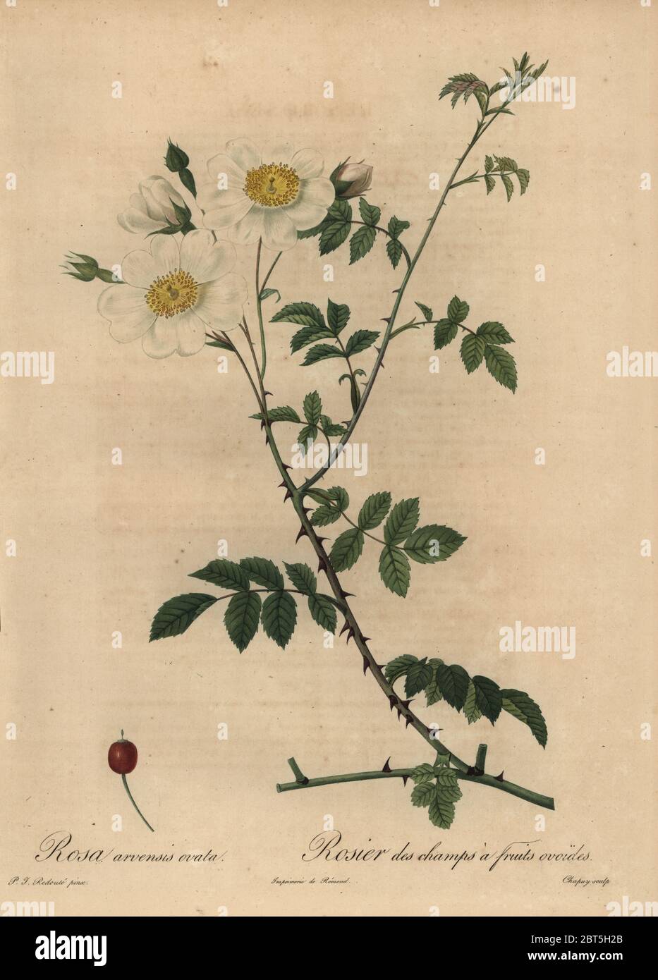 White field rose, Rosa arvensis ovata, Rosier des champs a fruits ovoides. Stipple copperplate engraving by Jean Baptiste Chapuy handcoloured a la poupee after a botanical illustration by Pierre-Joseph Redoute from the first folio edition of Les Roses, Firmin Didot, Paris, 1817. Stock Photo