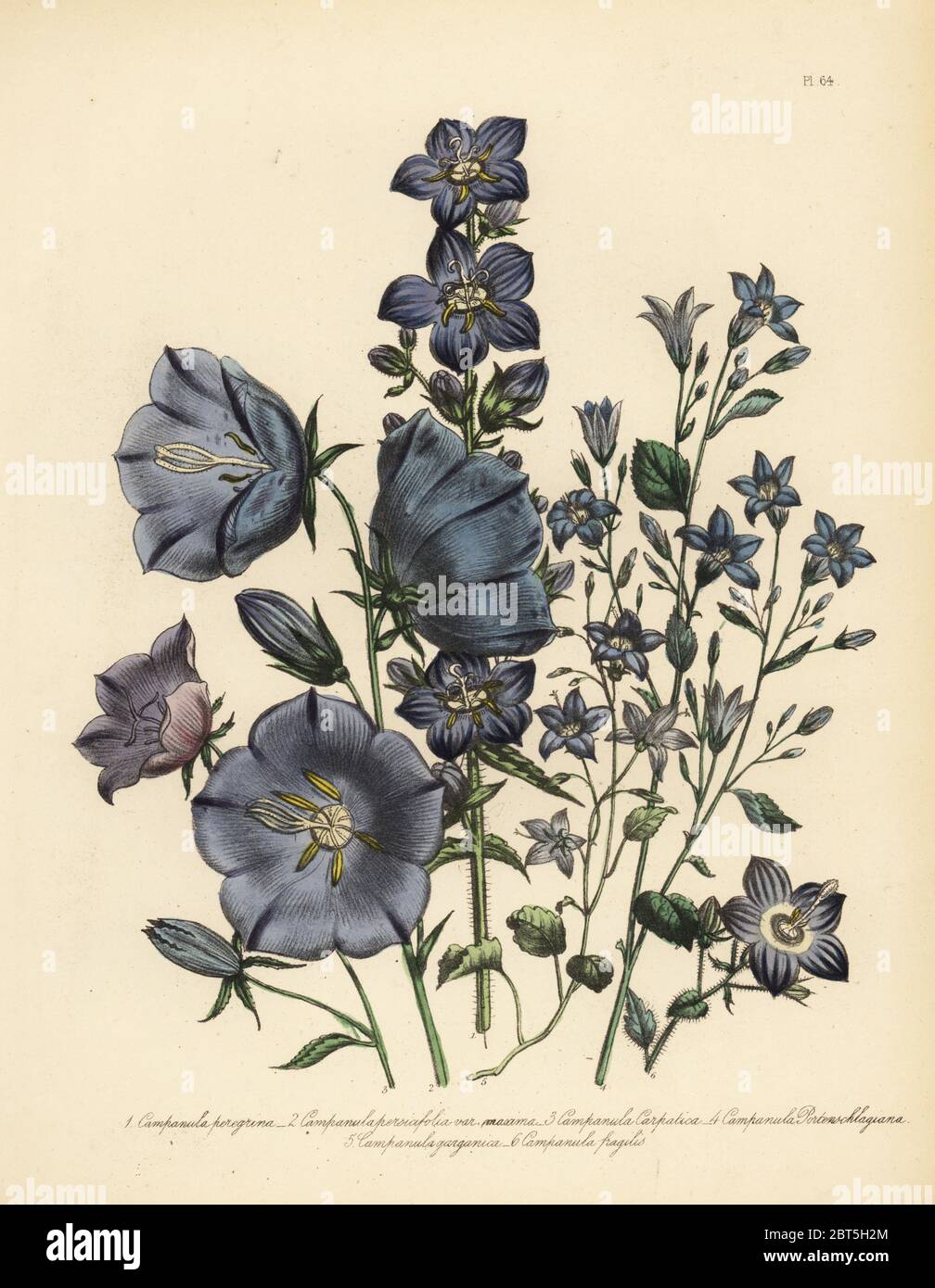 Wandering bellflower, Campanula peregrina, large-flowered peach-leaved campanula, C. persicifolia, Carpathian bellflower, C. carpatica, Dalmatian or wall campanula, C. portenschlagiana, Garganian bellflower, C. garganica, and brittle campanula, C. fragilis. Handfinished chromolithograph by Henry Noel Humphreys after an illustration by Jane Loudon from Mrs. Jane Loudon's Ladies Flower Garden of Ornamental Perennials, William S. Orr, London, 1849. Stock Photo