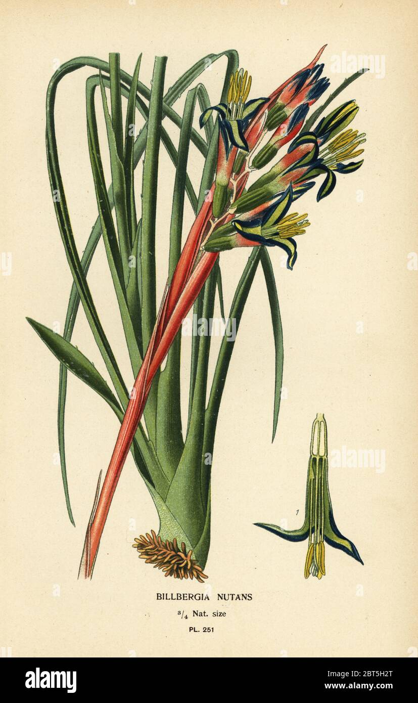 Queens tears plant, Billbergia nutans. Chromolithograph from an illustration by Desire Bois from Edward Steps Favourite Flowers of Garden and Greenhouse, Frederick Warne, London, 1896. Stock Photo