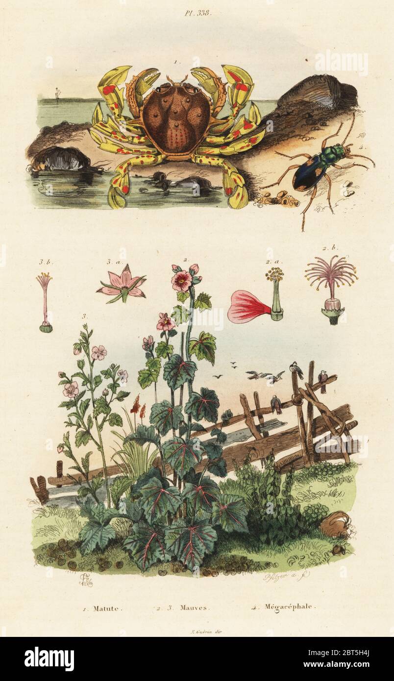 Moon crab, Matuta victor 1, Cape mallow, Malva virgata 2, Mexican mallow, Phymosia umbellata 3 and ground beetle, Megacephala quadrisignata 4. Matute, Mauves, Megacephale. Handcoloured steel engraving by Pfitzer after an illustration by Adolph Fries from Felix-Edouard Guerin-Meneville's Dictionnaire Pittoresque d'Histoire Naturelle (Picturesque Dictionary of Natural History), Paris, 1834-39. Stock Photo
