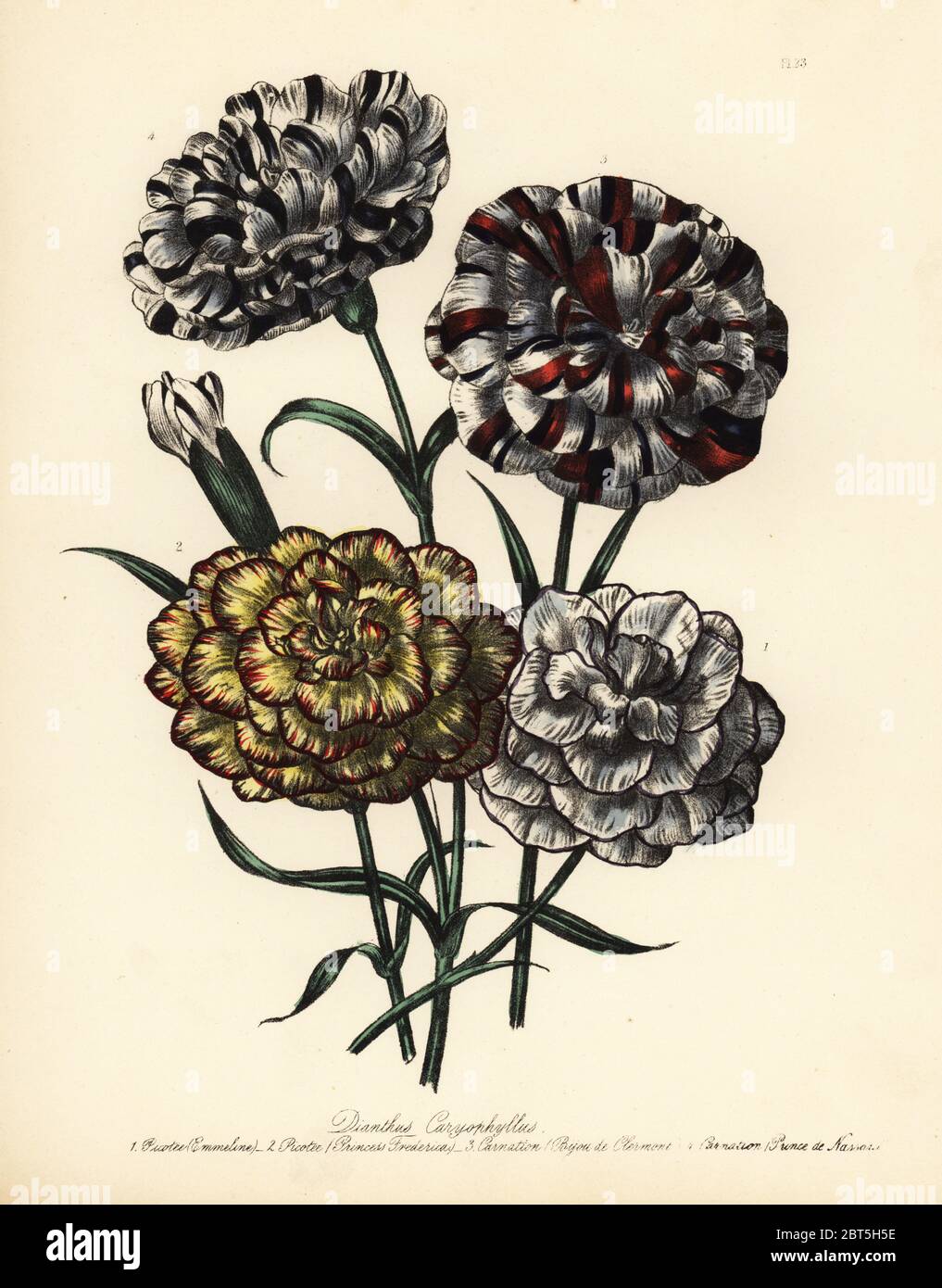 Emmeline and Princess Frederick picotees, and Bijou de Clement and Prince de Nassau carnations, Dianthus caryophyllus. Handfinished chromolithograph by Henry Noel Humphreys after an illustration by Jane Loudon from Mrs. Jane Loudon's Ladies Flower Garden of Ornamental Perennials, William S. Orr, London, 1849. Stock Photo