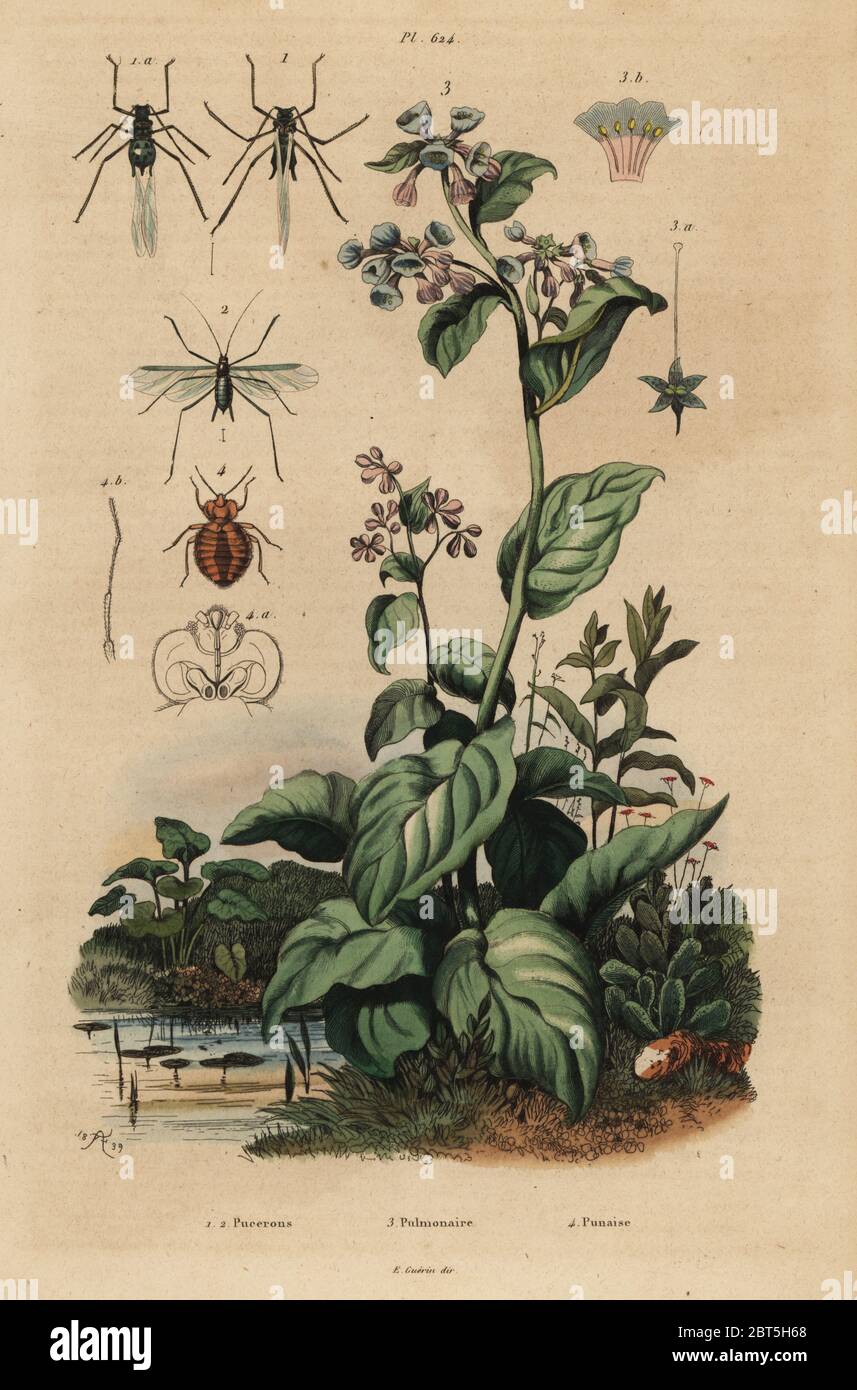 Peach aphid, Myzus persicae 1, rose aphid, Macrosiphum rosae 2, Virginia bluebells, Mertensia pulmonarioides 3, and bedbug, Cimex lectularius 4. Pucerons, Pulmonaire, Punaise. Handcoloured steel engraving by du Casse after an illustration by Adolph Fries from Felix-Edouard Guerin-Meneville's Dictionnaire Pittoresque d'Histoire Naturelle (Picturesque Dictionary of Natural History), Paris, 1834-39. Stock Photo