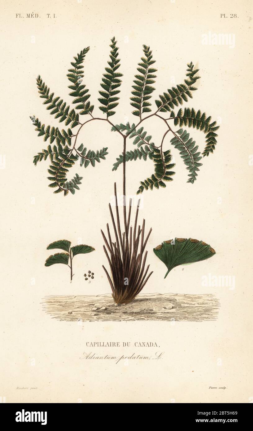 Northern maidenhair fern or five-fingered fern, Adiantum pedatum, Capillaire du Canada. Handcoloured steel engraving by Lagesse after a botanical illustration by Edouard Maubert from Pierre Oscar Reveil, A. Dupuis, Fr. Gerard and Francois Herincqs La Regne Vegetal: Flore Medicale, L. Guerin, Paris, 1864-1871. Stock Photo