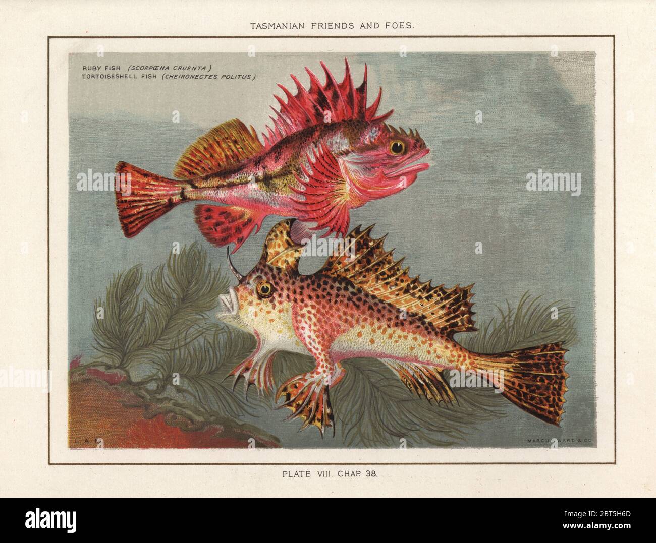 Red handfish hi-res stock photography and images - Alamy