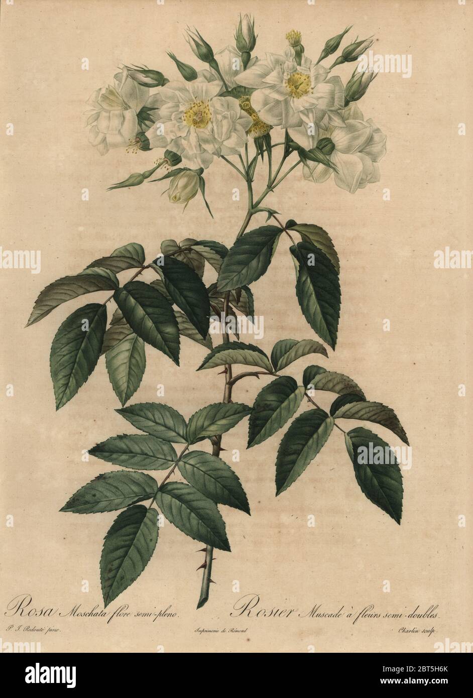 White musk rose, Rosa moschata flore semi-pleno, Rosier Muscade a fleurs semi-doubles. Stipple copperplate engraving by Jean Louis Auguste Charlin handcoloured a la poupee after a botanical illustration by Pierre-Joseph Redoute from the first folio edition of Les Roses, Firmin Didot, Paris, 1817. Stock Photo