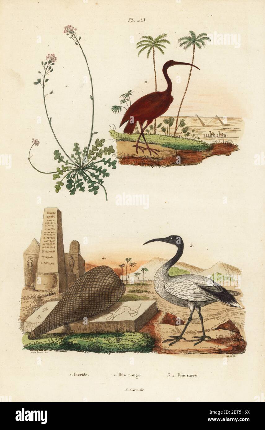 Scarlet ibis, Eudocimus ruber 2, African sacred ibis, Threskiornis aethiopicus 3,4, and candytuft, Iberis sempervirens 1. iberide, ibis rouge, ibis sacre. Handcoloured steel engraving by Pedretti after an illustration by A. Carie Baron from Felix-Edouard Guerin-Meneville's Dictionnaire Pittoresque d'Histoire Naturelle (Picturesque Dictionary of Natural History), Paris, 1834-39. Stock Photo