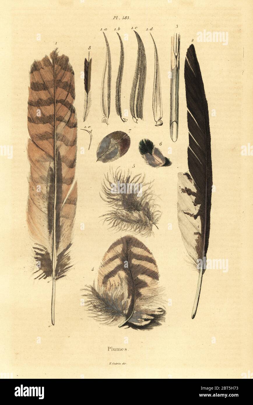 Feathers, plumes, bird anatomy. Handcoloured steel engraving from Felix-Edouard Guerin-Meneville's Dictionnaire Pittoresque d'Histoire Naturelle (Picturesque Dictionary of Natural History), Paris, 1834-39. Stock Photo