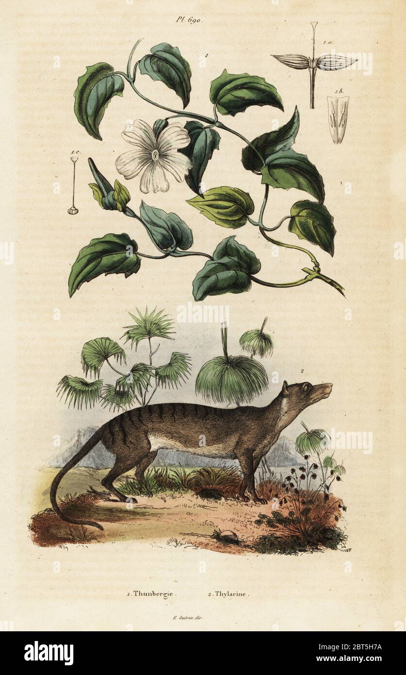 Whitelady, Thunbergia fragrans, and extinct Tasmanian tiger or thylacine, Thylacinus cynocephalus. Handcoloured steel engraving after an illustration by Varin from Felix-Edouard Guerin-Meneville's Dictionnaire Pittoresque d'Histoire Naturelle (Picturesque Dictionary of Natural History), Paris, 1834-39. Stock Photo