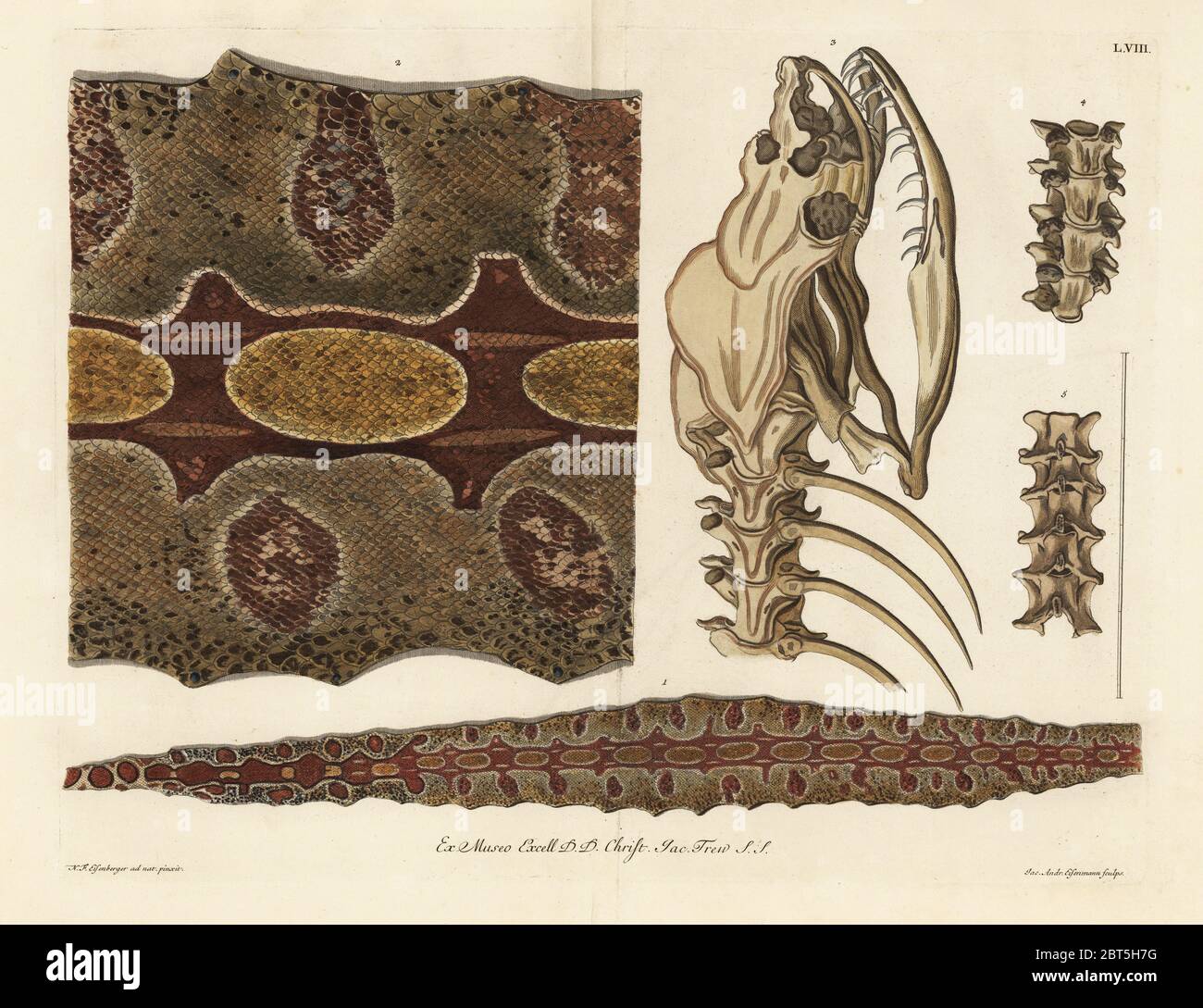 Red-tailed boa skin, skeleton and spine, Boa constrictor. (Le peau d'un Serpent de Ceilan, une piece en grand, le squelette, epine exterieure, epine interieure.) Handcoloured copperplate engraving by Jakob-Andreas Eisemann after an illustration after nature by Nicolaus Friedrich Eisenberger from Georg Wolfgang Knorr's Deliciae Naturae Selectae of Kabinet van Zeldzaamheden der Natuur, Blusse and Son, Nuremberg, 1771. Specimens from a Wunderkammer or Cabinet of Curiosities owned by Dr. Christoph Jacob Trew in Nuremberg. Stock Photo
