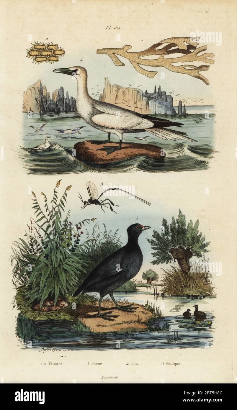Northern gannet, Morus bassanus 4, red-fronted coot, Fulica rufifrons 5, Flustra foliacea seaweed 1,2, and Gasteruption wasp 3. Flustre, foene, fou, foulque. Handcoloured steel engraving drawn and engraved by Adolph Fries from Felix-Edouard Guerin-Meneville's Dictionnaire Pittoresque d'Histoire Naturelle (Picturesque Dictionary of Natural History), Paris, 1834-39. Stock Photo