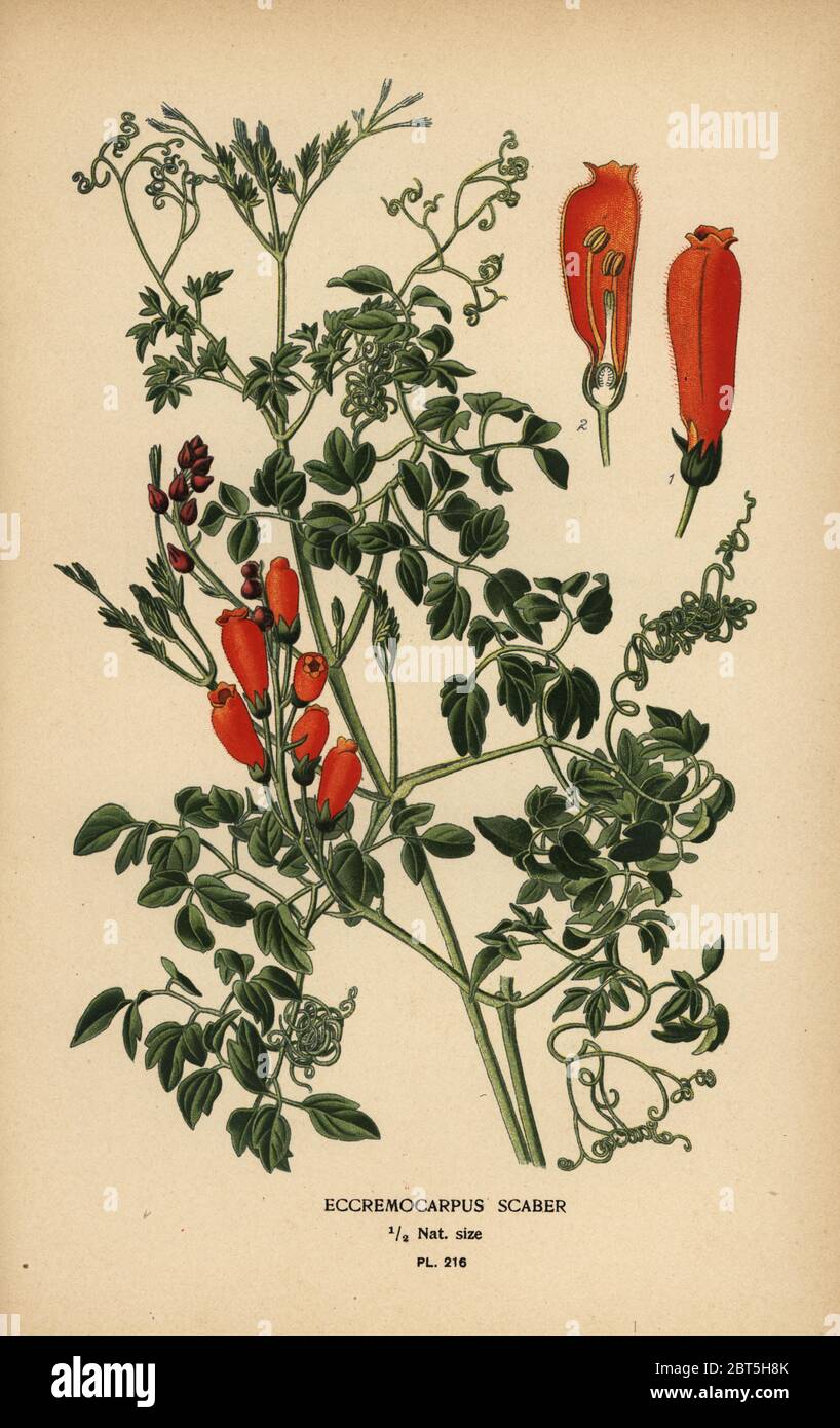 Chilean glory-flower or Chilean glory creeper, Eccremocarpus scaber. Chromolithograph from an illustration by Desire Bois from Edward Steps Favourite Flowers of Garden and Greenhouse, Frederick Warne, London, 1896. Stock Photo