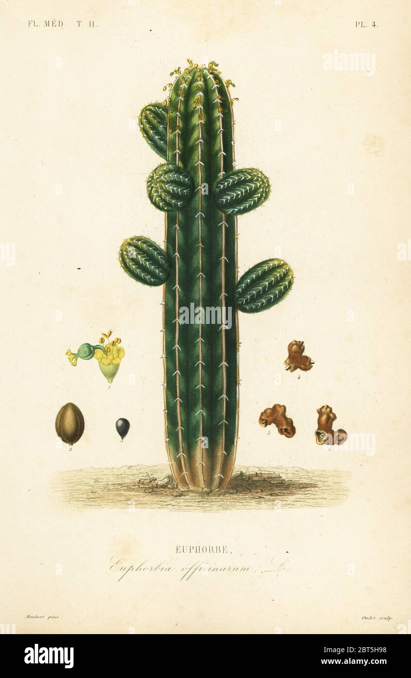 Euphorbia officinarum, Euphorbe. Handcoloured steel engraving by Oudet after a botanical illustration by Edouard Maubert from Pierre Oscar Reveil, A. Dupuis, Fr. Gerard and Francois Herincqs La Regne Vegetal: Flore Medicale, L. Guerin, Paris, 1864-1871. Stock Photo