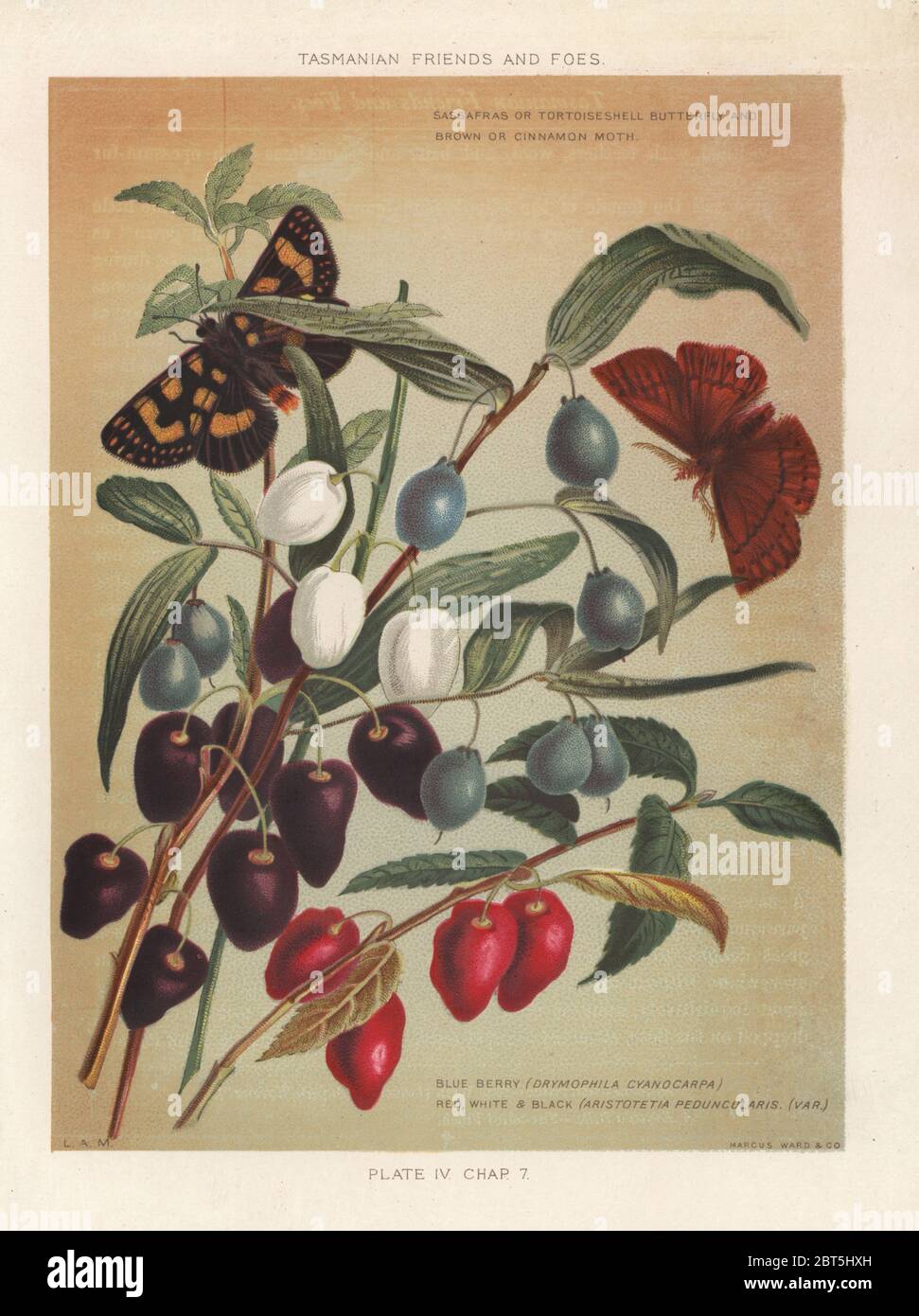 Turquoise berry, Drymophila cyanocarpa, and red, white & black, Aristotelia peduncularis. Moth butterfly, Liphyra brassolis and . (Sassafras or tortoiseshell butterfly and brown or cinnamon moth.) Chromolithograph after an illustration by Louisa Anne Meredith from her book Tasmanian Friends and Foes, Feathered, Furred and Finned, Marcus Ward, London, 1881. Stock Photo