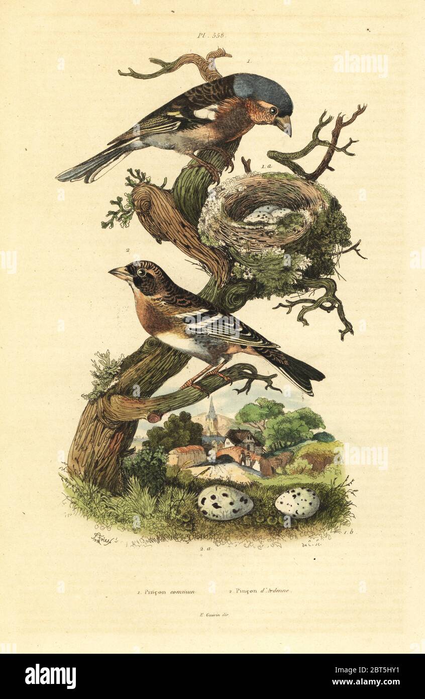 Common chaffinch, Fringilla coelebs, nest and eggs, and brambling, Fringilla montifringilla with eggs Pinson commun et pinson d'Ardenne. Handcoloured steel engraving by du Casse after an illustration by Adolph Fries from Felix-Edouard Guerin-Meneville's Dictionnaire Pittoresque d'Histoire Naturelle (Picturesque Dictionary of Natural History), Paris, 1834-39. Stock Photo