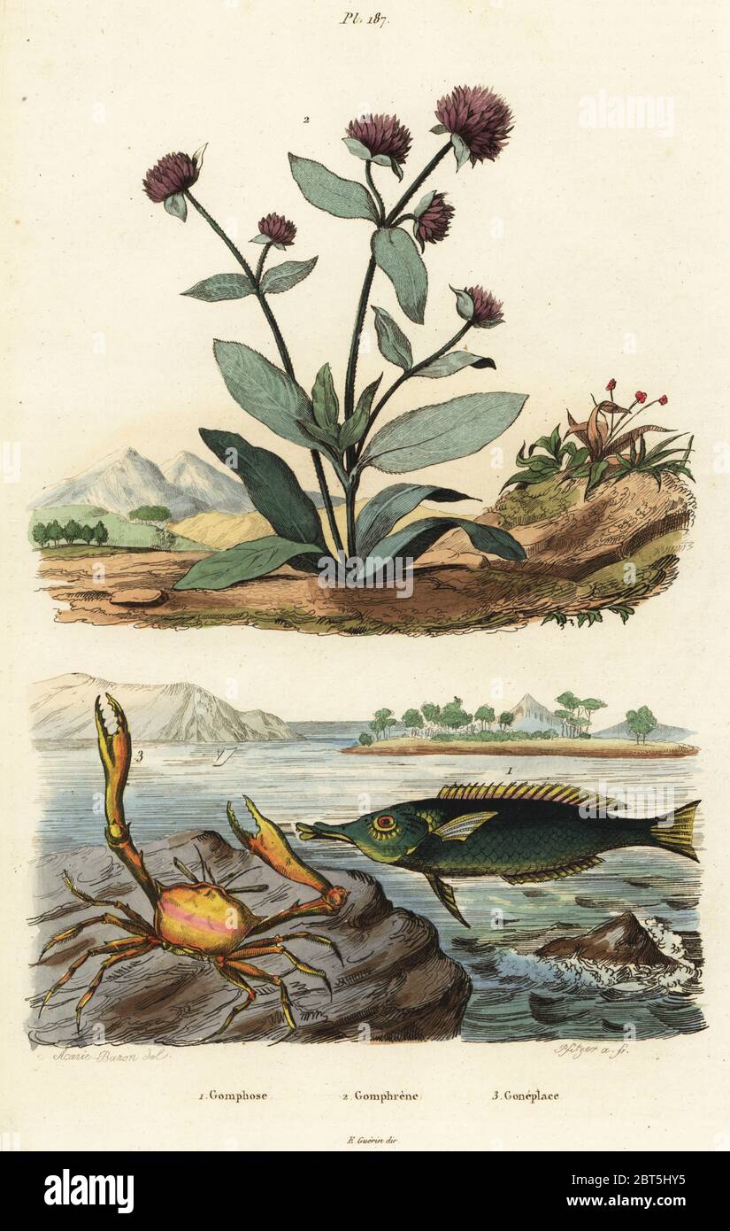Green birdmouth wrasse, Gomphosus caeruleus 1, globe amaranth, Gomphrena globosa 2, and angular crab, Goneplax rhomboides 3. Gomphose, Gomphrene, Goneplace. Handcoloured steel engraving by Pfitzer after an illustration by A. Carie Baron from Felix-Edouard Guerin-Meneville's Dictionnaire Pittoresque d'Histoire Naturelle (Picturesque Dictionary of Natural History), Paris, 1834-39. Stock Photo