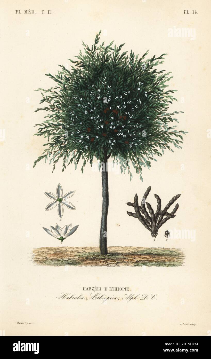 Grains of Selim, Xylopia aethiopica, Habzelia aethiopica, Habzeli dEthiopie. Handcoloured steel engraving by Lebrun after a botanical illustration by Edouard Maubert from Pierre Oscar Reveil, A. Dupuis, Fr. Gerard and Francois Herincqs La Regne Vegetal: Flore Medicale, L. Guerin, Paris, 1864-1871. Stock Photo