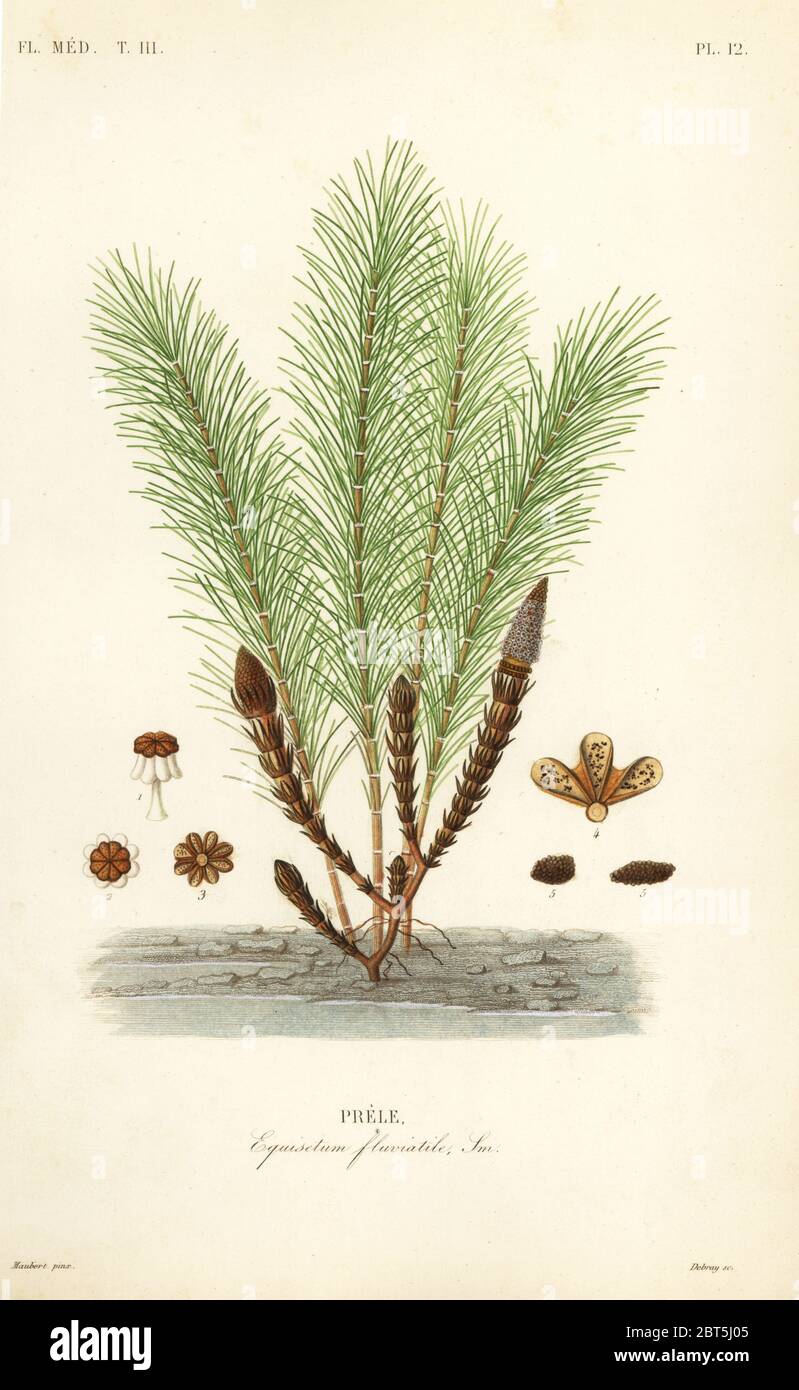 Water horsetail or swamp horsetail, Equisetum fluviatile, Prele. Handcoloured steel engraving by Debray after a botanical illustration by Edouard Maubert from Pierre Oscar Reveil, A. Dupuis, Fr. Gerard and Francois Herincqs La Regne Vegetal: Flore Medicale, L. Guerin, Paris, 1864-1871. Stock Photo