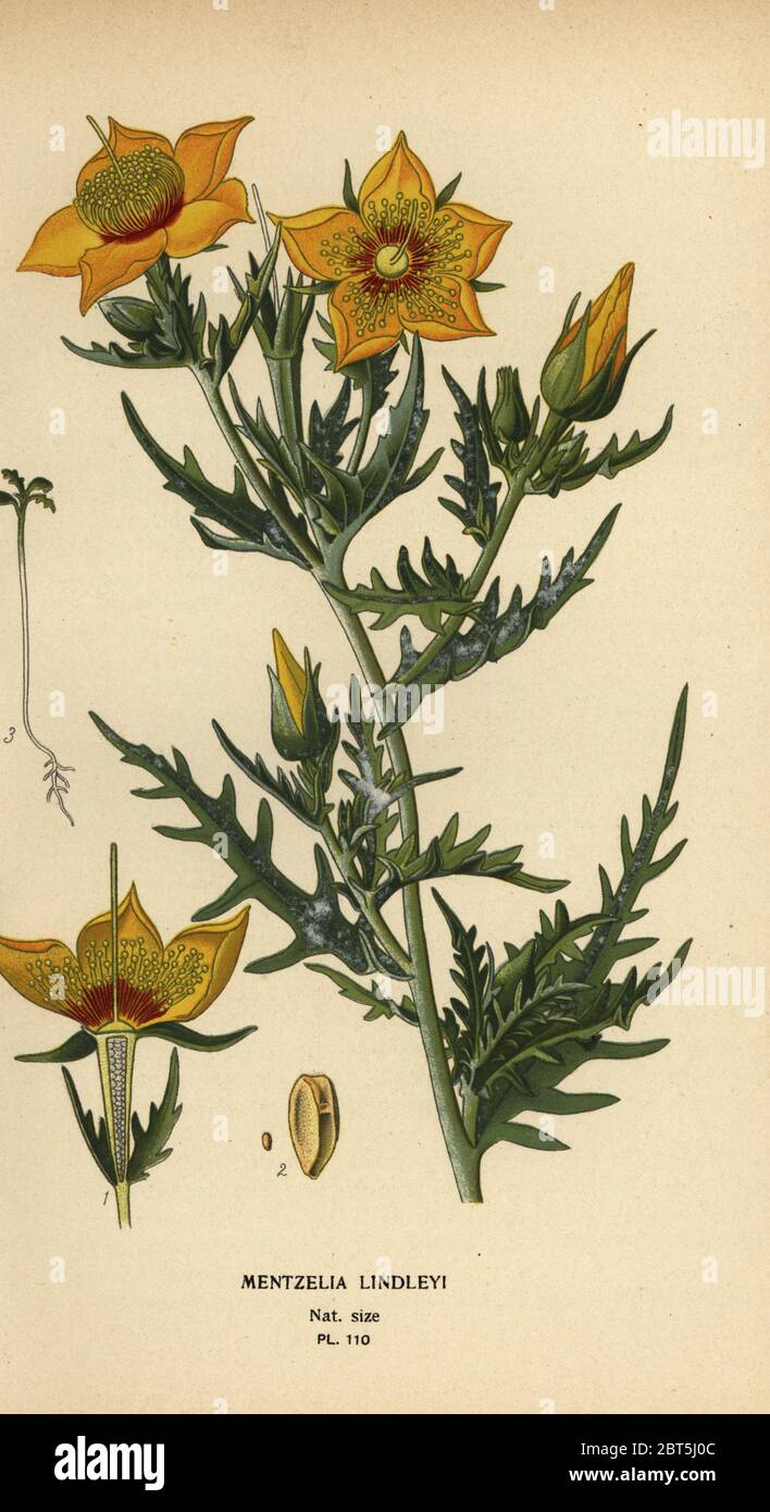 Golden bartonia or Lindleys blazingstar, Mentzelia lindleyi. Chromolithograph from an illustration by Desire Bois from Edward Steps Favourite Flowers of Garden and Greenhouse, Frederick Warne, London, 1896. Stock Photo