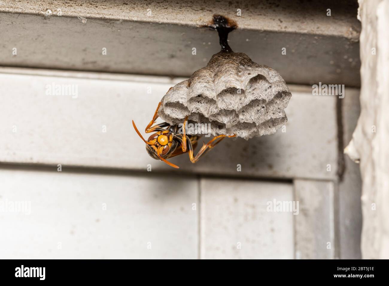 Paper wasp (Polistes jokahamae) building nest on human's house's eaves, Isehara City, Kanagawa Prefecture, Japan Stock Photo
