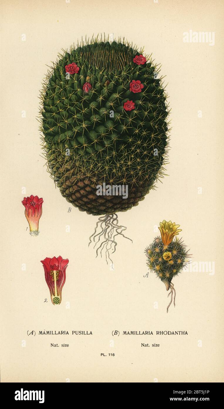 Mammillaria prolifera and Mammillaria rhodantha (Mamillaria pusilla, Mamillaria rhodantha). Chromolithograph from an illustration by Desire Bois from Edward Steps Favourite Flowers of Garden and Greenhouse, Frederick Warne, London, 1896. Stock Photo