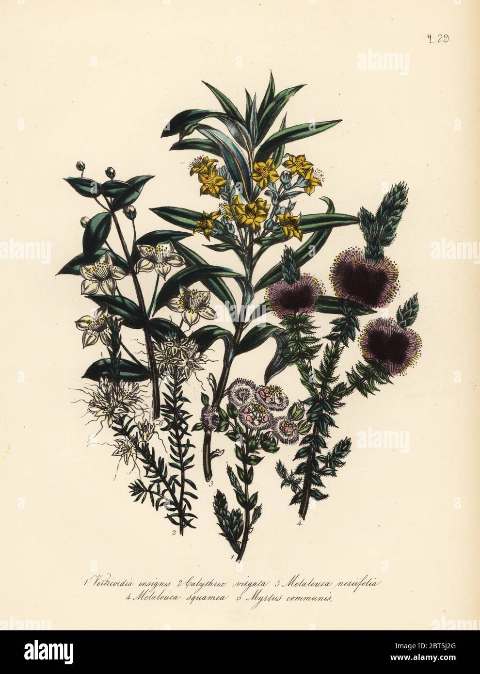 Splended fringe myrtle, Verticordia insignia, twiggy calythrix, Calythrix virgata, oleander-leaved melaleuca, Melaleuca neriifolia, scaly-branched melaleuca, Melaleuca squamea, and common myrtle, Myrtus communis. Handfinished chromolithograph by Henry Noel Humphreys after an illustration by Jane Loudon from Mrs. Jane Loudon's Ladies Flower Garden or Ornamental Greenhouse Plants, William S. Orr, London, 1849. Stock Photo