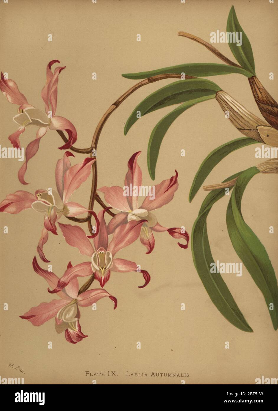 Autumn laelia orchid, Laelia autumnalis. Chromolithograph by Hatch Company after a botanical illustration by Harriet Stewart Miner from Orchids, the Royal Family of Plants, Lee & Shepard, Boston, 1885. The first American color plate book on orchids by woman botanist Miner. Stock Photo
