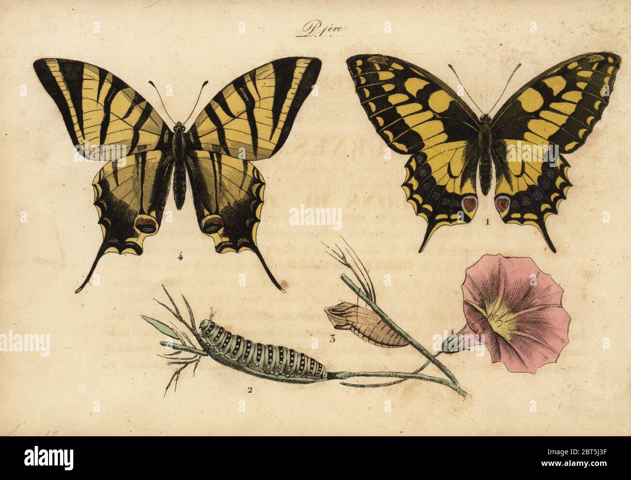 Old World swallowtail, Papillo machaon 1,2,3 and scarce swallowtail, Iphiclides podalirius 4. Handcoloured lithograph from Musee du Naturaliste dedie a la Jeunesse, Histoire des Papillons, Hippolyte and Polydor Pauquet, Paris, 1833. Stock Photo
