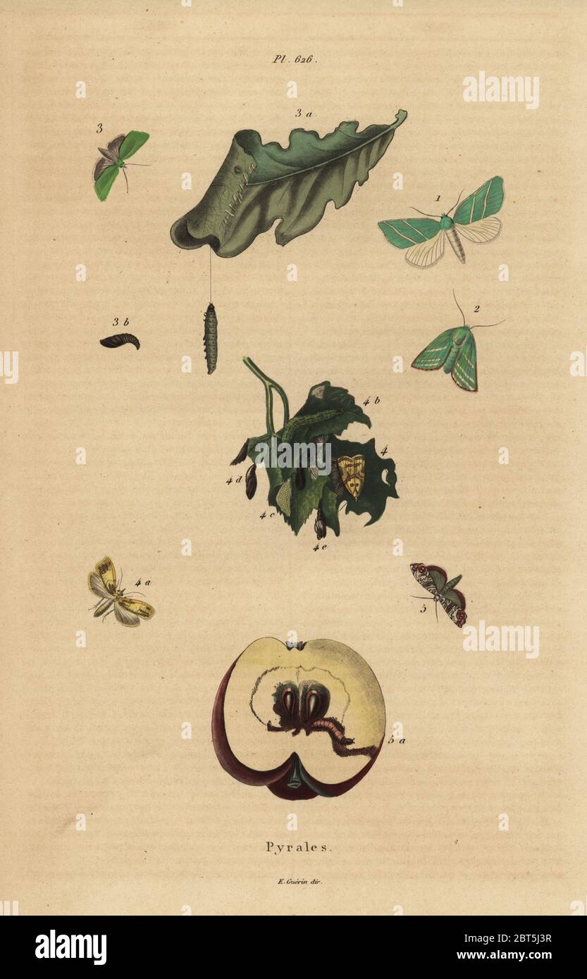 Varieties of pyralid moths, Pyralidae, causing damage to leaves and fruit. Pyrales. Handcoloured steel engraving from Felix-Edouard Guerin-Meneville's Dictionnaire Pittoresque d'Histoire Naturelle (Picturesque Dictionary of Natural History), Paris, 1834-39. Stock Photo