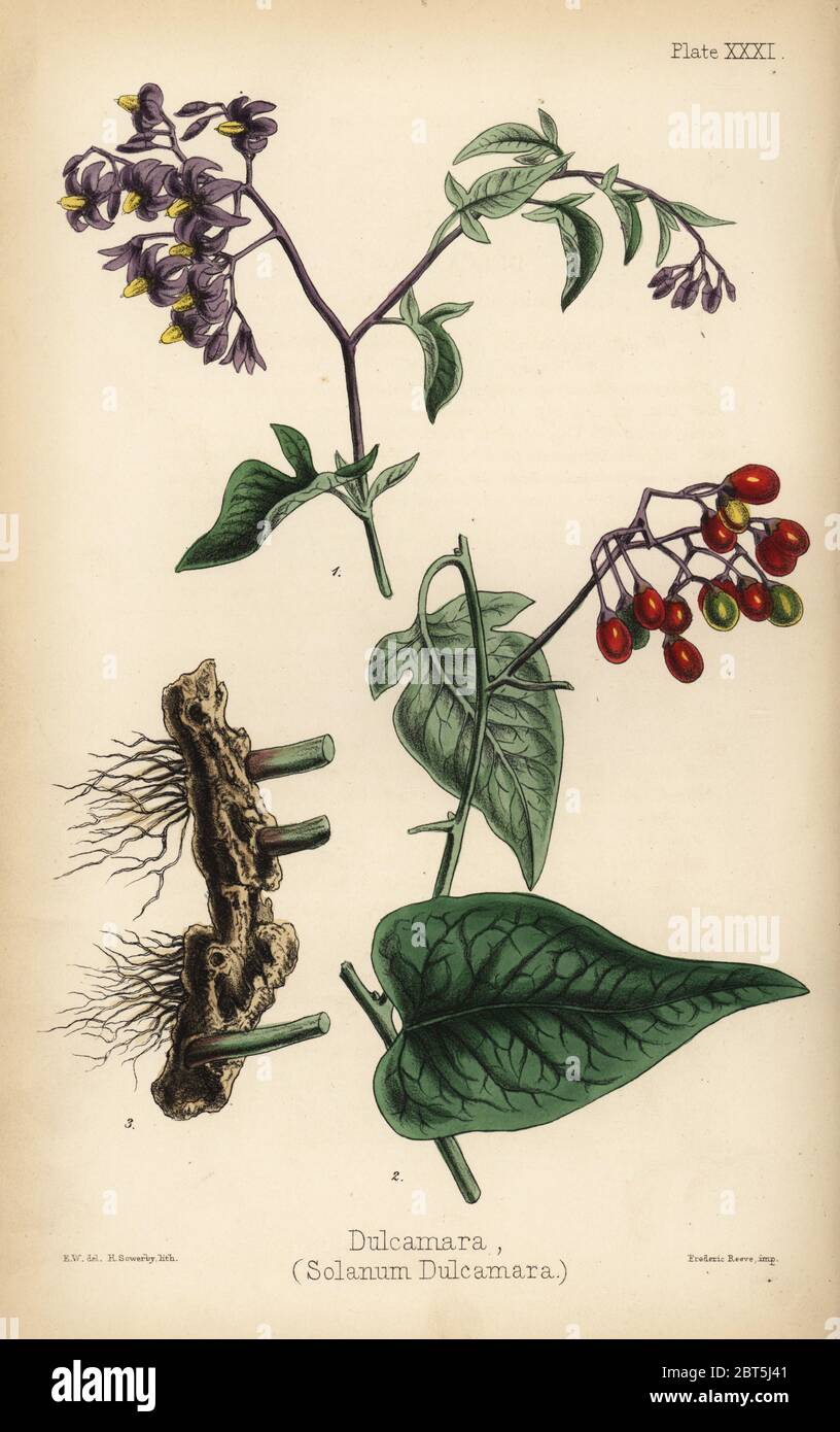 Woody Nightshade Or Bittersweet Solanum Dulcamara Handcoloured Lithograph By Henry Sowerby After An Illustration By E W From Edward Hamilton S Flora Homeopathica Bailliere London 1852 Stock Photo Alamy