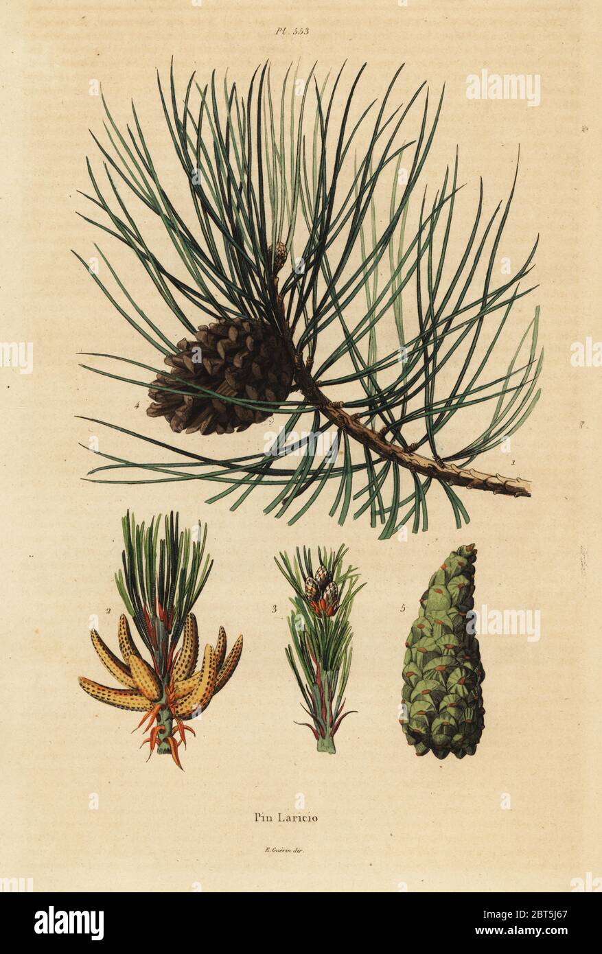 Corsican pine tree, Pinus nigra subsp. laricio. Pin Laricio. Handcoloured steel engraving from Felix-Edouard Guerin-Meneville's Dictionnaire Pittoresque d'Histoire Naturelle (Picturesque Dictionary of Natural History), Paris, 1834-39. Stock Photo