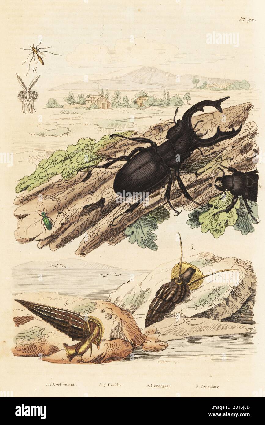Stag beetle, Lucanus cervus 1, Cerithium sulcatum and Rhinoclavis aspera molluscs 3,4, Cerocoma elateroides 5 and Keroplatus tipuloides wasp 6. Cerf-volant, cerithe, cerocome, ceroplate. Handcoloured steel engraving by Pfitzer after an illustration by Adolph Fries from Felix-Edouard Guerin-Meneville's Dictionnaire Pittoresque d'Histoire Naturelle (Picturesque Dictionary of Natural History), Paris, 1834-39. Stock Photo