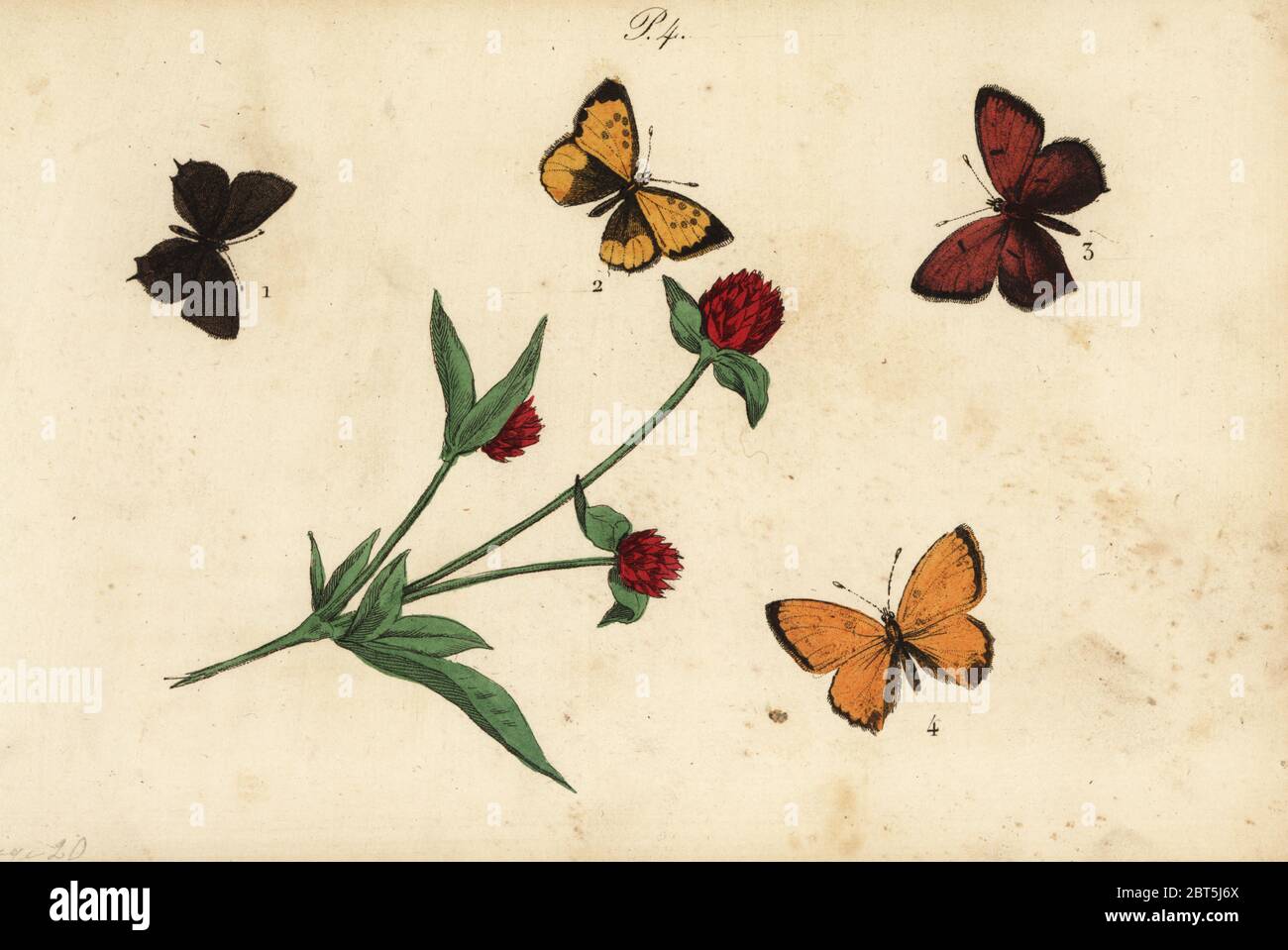 Common acacia blue, Polyommatus icarus 1, Provence hairstreak, Tomares ballus 2, purple-edged copper, Lycaena hippothoe 3 and scarce copper, Lycaena virgaureae 4. Handcoloured lithograph from Musee du Naturaliste dedie a la Jeunesse, Histoire des Papillons, Hippolyte and Polydor Pauquet, Paris, 1833. Stock Photo