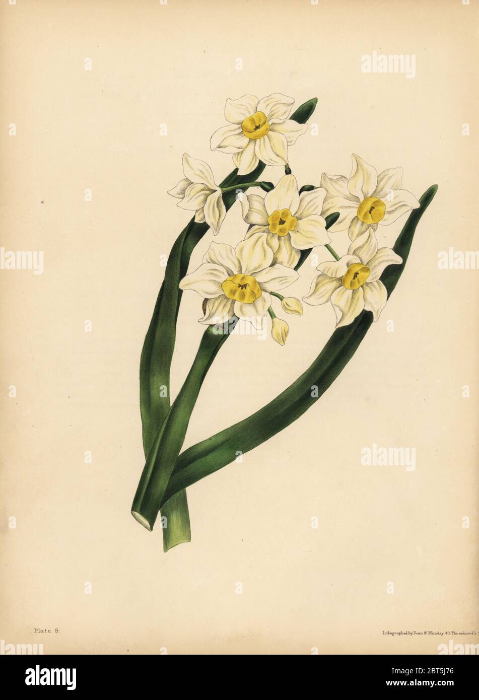The snow flake-leaved Narcissus, Egotism and self-love. Handcoloured lithograph by Dean and Munday after an illustration by Eliza Eve Gleadall from The Beauties of Flora, with botanic and poetic illustrations, being a selection of flowers drawn from nature arranged emblematically, Heath Hall, Wakefield, 1834. Stock Photo