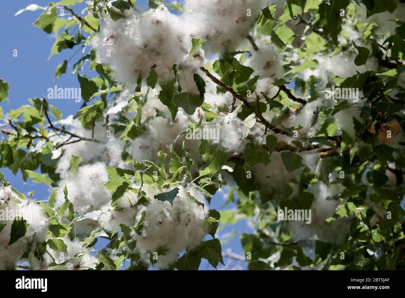 Close-up of a tree in spring with poplar fluff which causes an exacerbation of allergies Stock Photo
