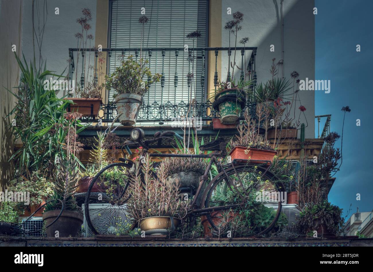 Retro bicycle on a balcony surrounded by many plants (Kalanchoe daigremontiana, Sedum adolphii) Selective focus on the foreground Stock Photo