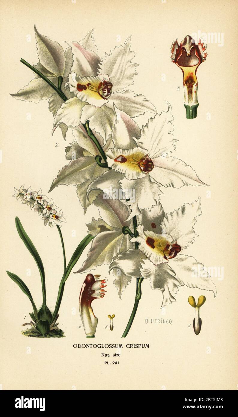 Oncidium alexandrae orchid, Odontoglossum crispum. Chromolithograph from an illustration by B. Herincq from Edward Steps Favourite Flowers of Garden and Greenhouse, Frederick Warne, London, 1896. Stock Photo