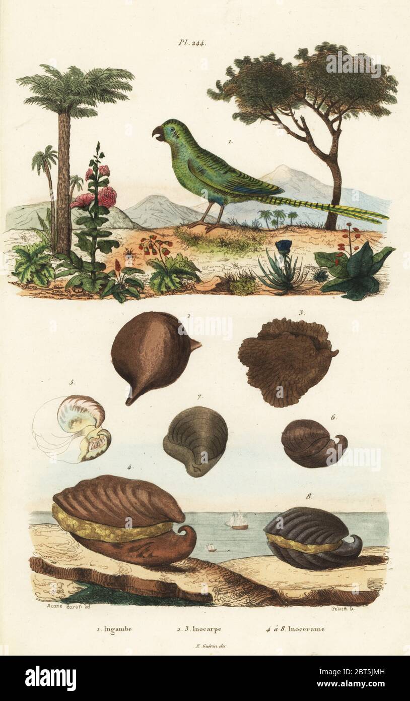 Eastern ground parrot, Pezoporus wallicus 1, Tahitian chestnut, Inocarpus fagifer 2,3, and extinct fossil bivalves, Inoceramus concentricus 4-7. Ingambe, Inocarpe, Inocerame. Stock Photo