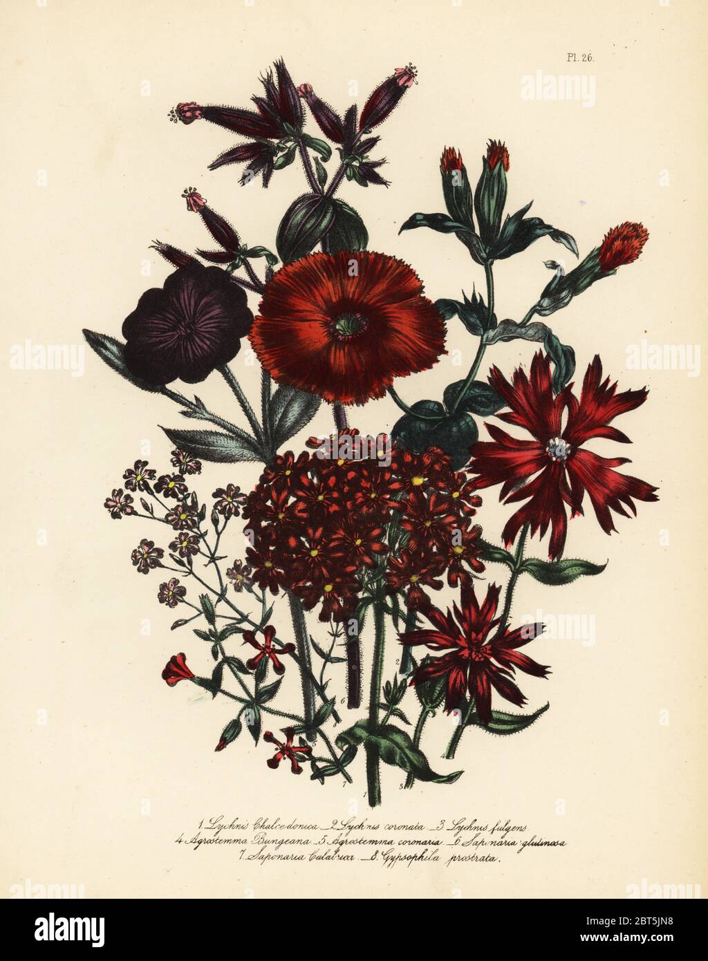 Scarlet lychnis, Lychnis chalcedonica, Chinese lychnis, Lychnis coronata, fulgent lychnis, Lychnis fulgens, Bunge's scarlet campion, Agrostemma bungeana, rose campion, Agrostemma coronaria, glutinous soapwort, Saponaria glutinosa, Calabrian soapwort, Saponaria calabrica, and Gypsophylla prostrata. Handfinished chromolithograph by Henry Noel Humphreys after an illustration by Jane Loudon from Mrs. Jane Loudon's Ladies Flower Garden of Ornamental Perennials, William S. Orr, London, 1849. Stock Photo