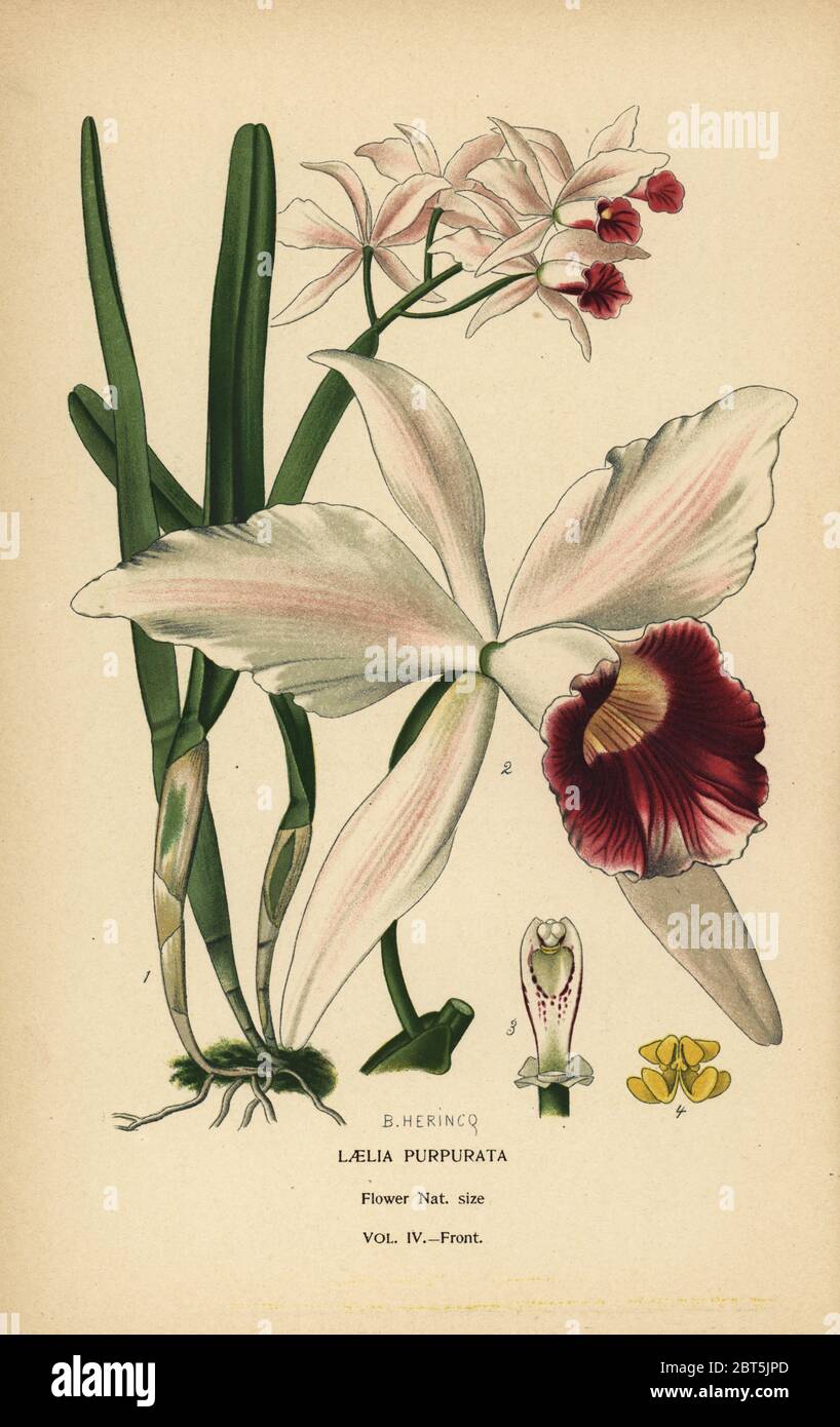 Purple-stained laelia orchid, Cattleya purpurata (Laelia purpurata). Chromolithograph from an illustration by B. Herincq from Edward Steps Favourite Flowers of Garden and Greenhouse, Frederick Warne, London, 1896. Stock Photo