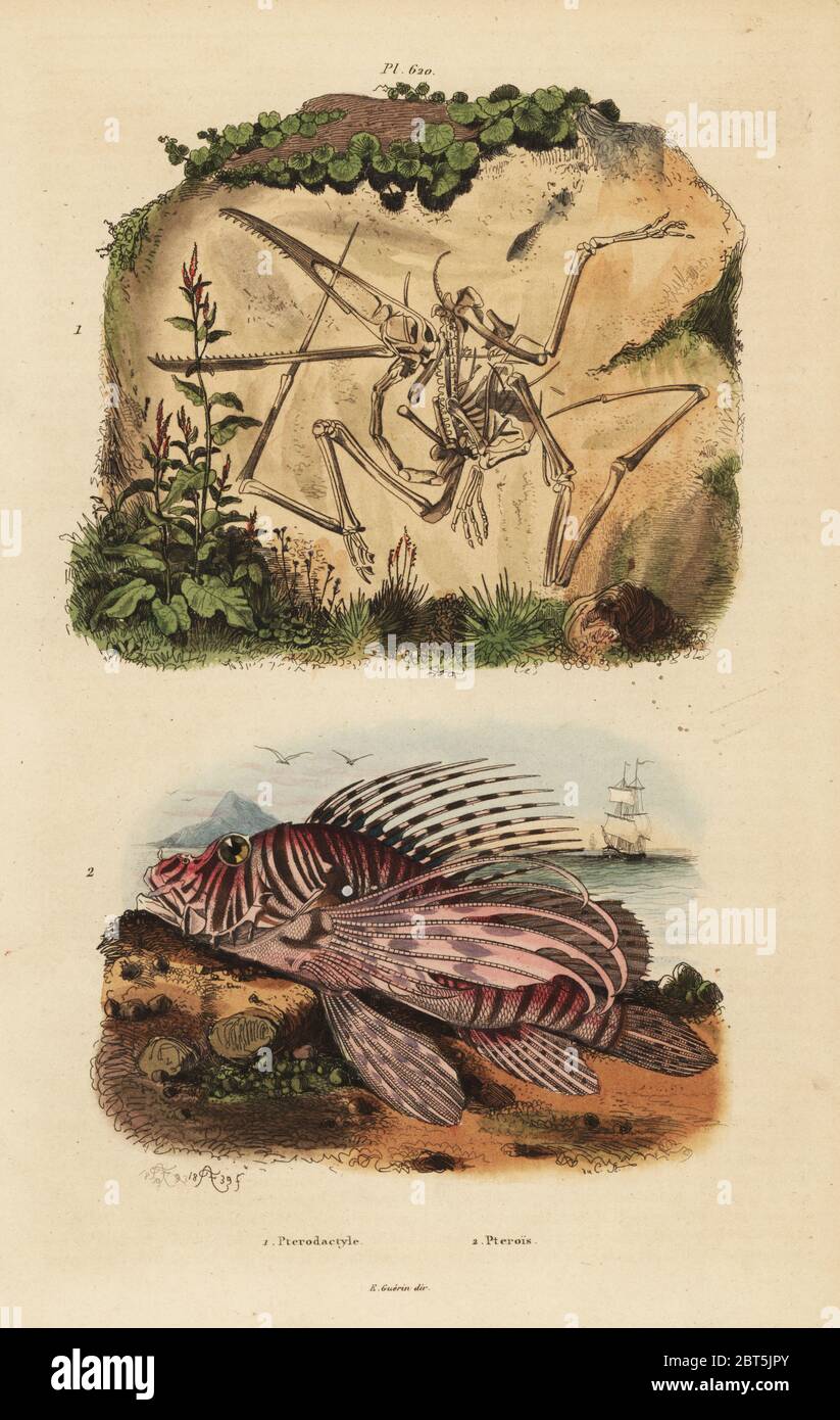 Fossil skeleton of an extinct pterodactyl, Pterodactylus antiquus, and red lionfish, Pterois volitans. Handcoloured steel engraving by du Casse after an illustration by Adolph Fries from Felix-Edouard Guerin-Meneville's Dictionnaire Pittoresque d'Histoire Naturelle (Picturesque Dictionary of Natural History), Paris, 1834-39. Stock Photo