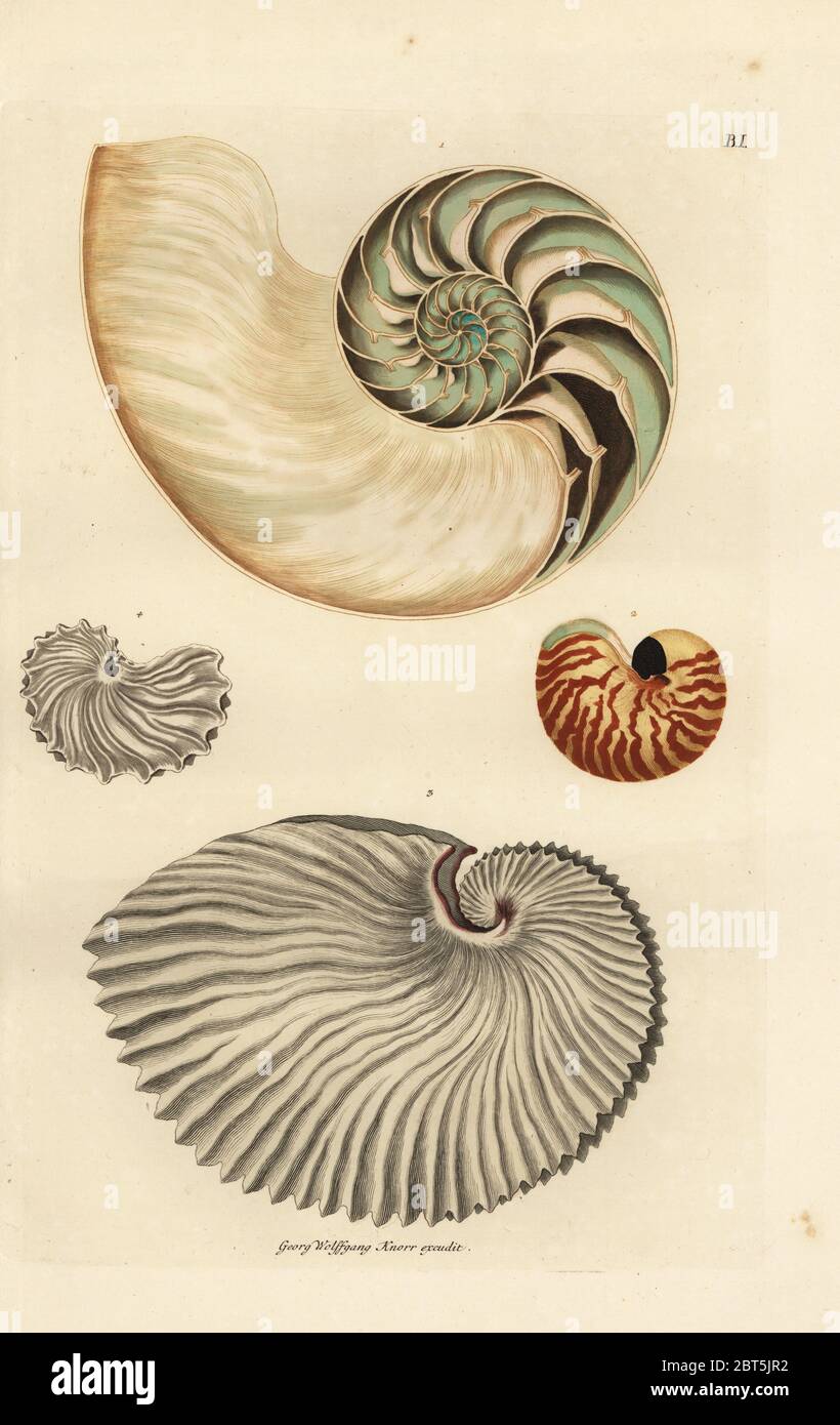 Argonauta hires stock photography and images Alamy