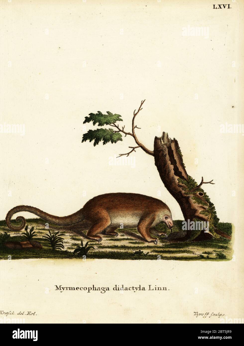 Silky anteater or pygmy anteater, Cyclopes didactylus. Myrmecophaga didactyla Linn. Handcoloured copperplate engraving by Tyroff after an illustration by J.D. Kretsch from Johann Christian Daniel Schreber's Animal Illustrations after Nature, or Schreber's Fantastic Animals, Erlangen, Germany, 1775. Stock Photo