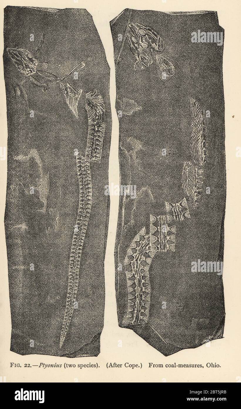 Fossil skeletons of two species of ancient extinct salamanders Ptyonius, from coal measures Ohio. Print from Henry Neville Hutchinsons Creatures of Other Days, Popular Studies in Palaeontology, Chapman and Hall, London, 1896. Stock Photo