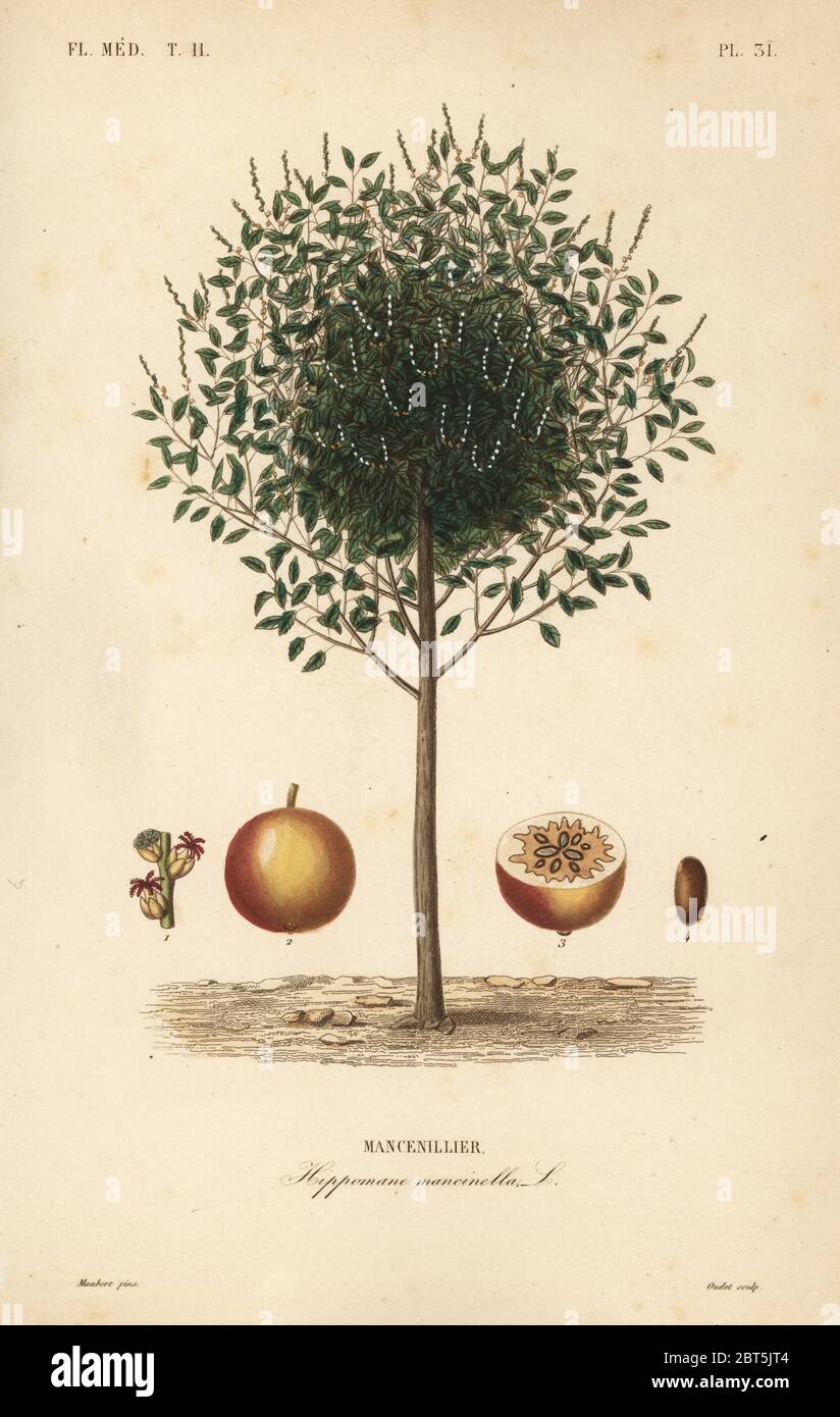 Manchineel or manchioneel tree, Hippomane mancinella, Mancenillier. Handcoloured steel engraving by Oudet after a botanical illustration by Edouard Maubert from Pierre Oscar Reveil, A. Dupuis, Fr. Gerard and Francois Herincqs La Regne Vegetal: Flore Medicale, L. Guerin, Paris, 1864-1871. Stock Photo